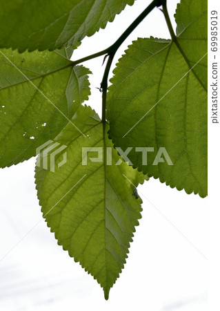 桑葉 69985019