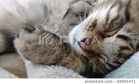 Cute tabby cat sleeping on bed covered with cozy blanket, comfortable moment, mobile photo Cute tabby cat sleeping on bed covered with cozy blanket, comfortable moment, mobile photo 69985471