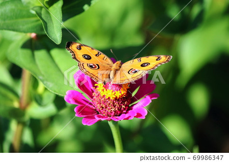 Tatehamodoki Tatehamodoki 69986347