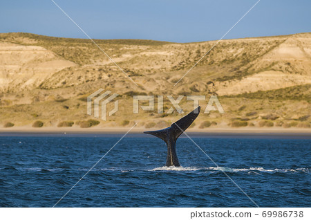ORCA..Peninsula de Valdes. patagonia Argentina ORCA..Peninsula de Valdes. patagonia Argentina 69986738