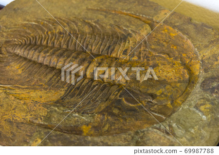Trilobite fossil Trilobite fossil 69987788