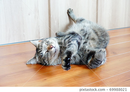 Cat navel heaven 69988021