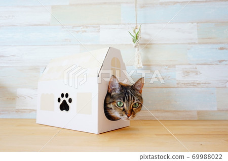 Cat boxed 69988022
