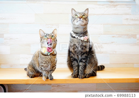 Cat sitting Cat sitting 69988113