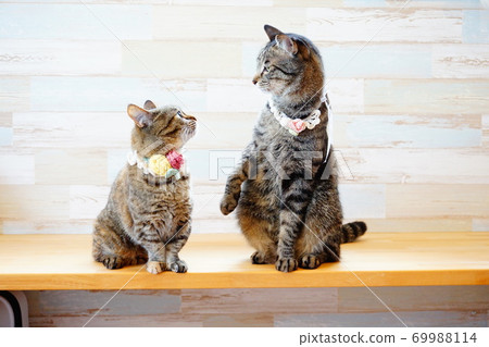 Cats stare at each other 69988114