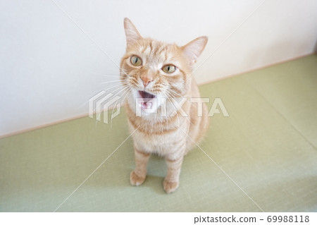 Cat with open mouth Cat with open mouth 69988118