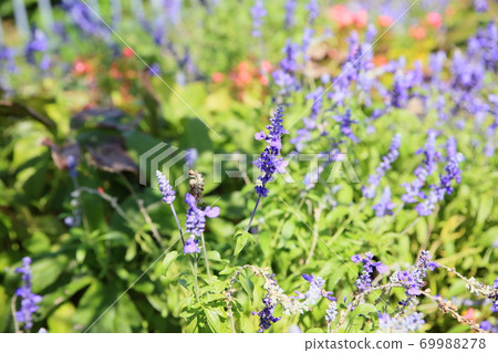 Salvia Farinassea花 69988278