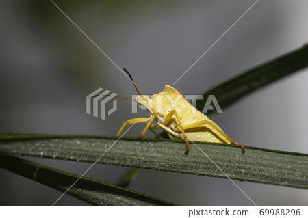 Todoshi bug Todoshi bug 69988296