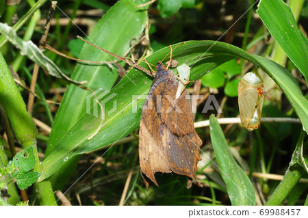 鱷鱷蝴蝶（出苗後）和青蛙殼 69988457