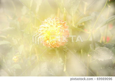 This is Akita International Dahlia Garden. This is Akita International Dahlia Garden. 69989096