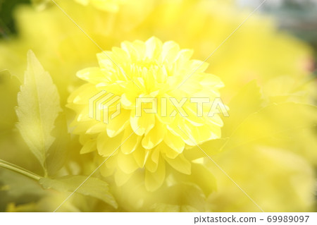 This is Akita International Dahlia Garden. This is Akita International Dahlia Garden. 69989097