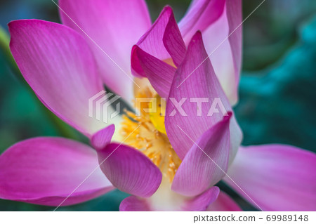 Close up beautiful big fresh exotic lotus water lily flower with yellow stamens on dark green leaves. Fine art minimal concept nature background ideal for wallpaper design. Toned photo pink Close up beautiful big fresh exotic lotus water lily flower with yellow stamens on dark green leaves. Fine art minimal concept nature background ideal for wallpaper design. Toned photo pink 69989148