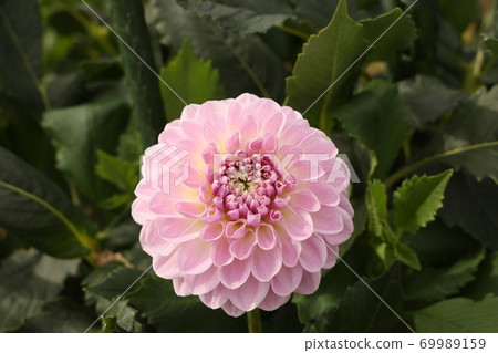 這是秋田國際大利亞花園拍攝的達里亞 69989159