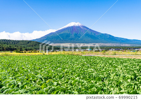 (山梨縣)白菜田和富士山的一面有第一場降雪 (山梨縣)白菜田和富士山的一面有第一場降雪 69990215