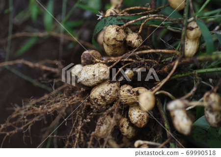 Peanut cultivation 69990518