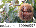 Chestnut tree chestnut fruit up Chestnut tree chestnut fruit up 69990557