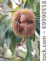 Chestnut tree chestnut fruit up Chestnut tree chestnut fruit up 69990558