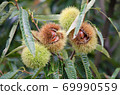 Chestnut tree chestnut fruit up Chestnut tree chestnut fruit up 69990559