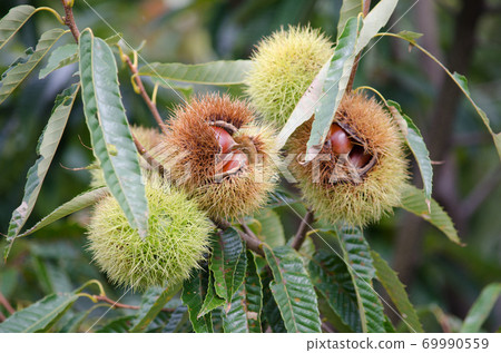 Chestnut tree chestnut fruit up Chestnut tree chestnut fruit up 69990559