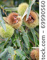 Chestnut tree chestnut fruit up Chestnut tree chestnut fruit up 69990560