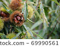 Chestnut tree chestnut fruit up Chestnut tree chestnut fruit up 69990561