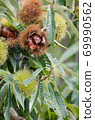 Chestnut tree chestnut fruit up Chestnut tree chestnut fruit up 69990562