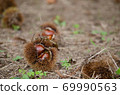 Fallen chestnuts before harvest Fallen chestnuts before harvest 69990563