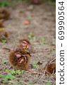 Fallen chestnuts before harvest Fallen chestnuts before harvest 69990564