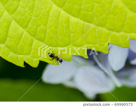 Black ants on hydrangea leaves 69990573