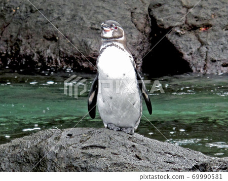 加拉帕戈斯企鵝 69990581