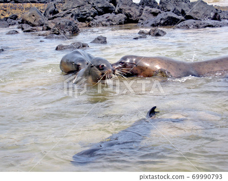 Galapagos sea lion Galapagos sea lion 69990793
