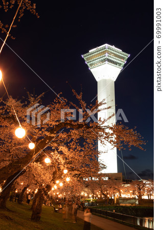 【縱向構圖】函館市五棱郭公園五棱郭公園夜櫻,包括五棱郭塔 【縱向構圖】函館市五棱郭公園五棱郭公園夜櫻,包括五棱郭塔 69991003