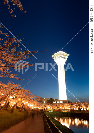 [Vertical composition] Goryokaku Park night cherry blossoms, including Goryokaku Tower, at Goryokaku Park, Hakodate City 69991005