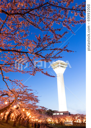 [Vertical composition] Goryokaku Park night cherry blossoms, including Goryokaku Tower, at Goryokaku Park, Hakodate City 69991008