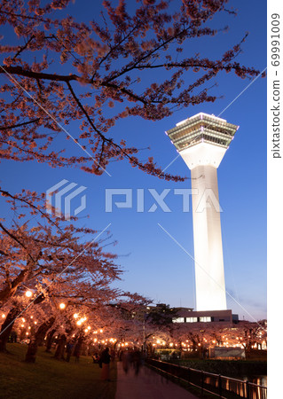 [Vertical composition] Goryokaku Park night cherry blossoms, including Goryokaku Tower, at Goryokaku Park, Hakodate City 69991009
