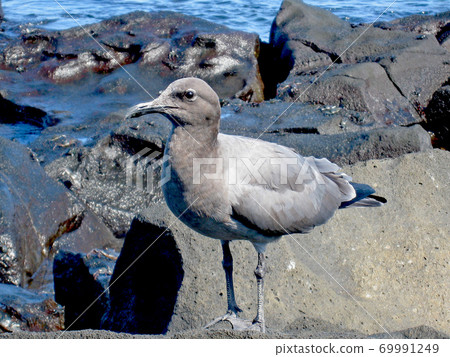 Yougan seagull Yougan seagull 69991249