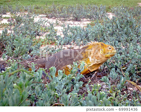 Galapagos Liquiguana Galapagos Liquiguana 69991436