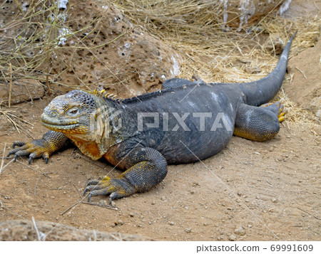 加拉帕戈斯Liquiguana 加拉帕戈斯Liquiguana 69991609