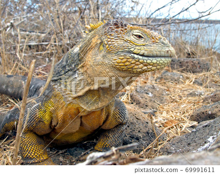 加拉帕戈斯Liquiguana 加拉帕戈斯Liquiguana 69991611