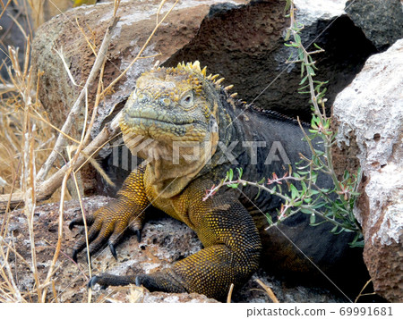 加拉帕戈斯Liquiguana 加拉帕戈斯Liquiguana 69991681