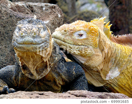 Galapagos Liquiguana 69991685