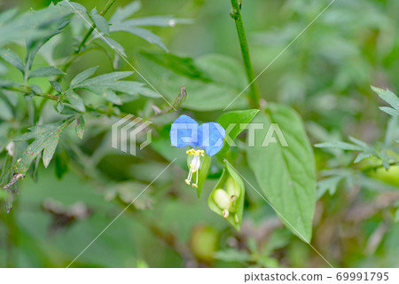 塚花鮮花和水果 塚花鮮花和水果 69991795
