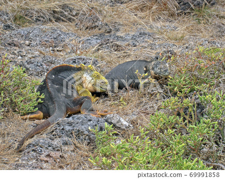 加拉帕戈斯Liquiguana 加拉帕戈斯Liquiguana 69991858