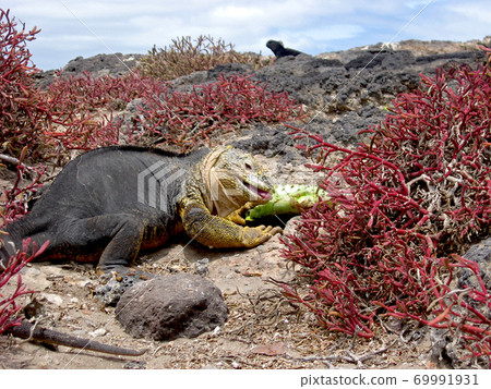 Galapagos Liquiguana Galapagos Liquiguana 69991931