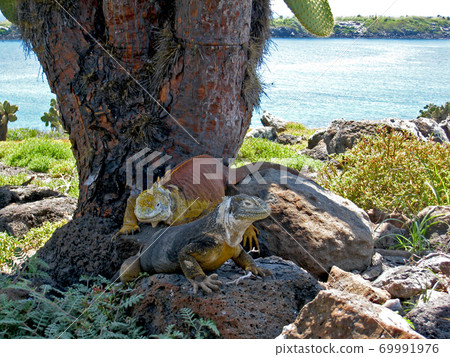 加拉帕戈斯Liquiguana 加拉帕戈斯Liquiguana 69991976