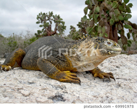 Galapagos Liquiguana 69991978