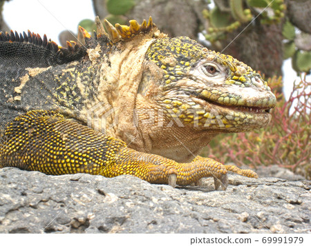 Galapagos Liquiguana 69991979