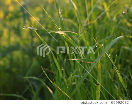 Grass with morning dew 69992082