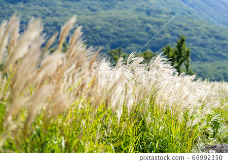 秋犁在風中飄揚 69992350