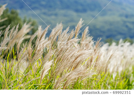 秋犁在風中飄揚 69992351